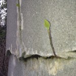 IMAG0492